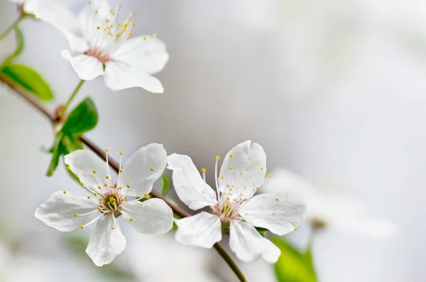 Flor Cerezo Blanco Primavera — Foto de Stock