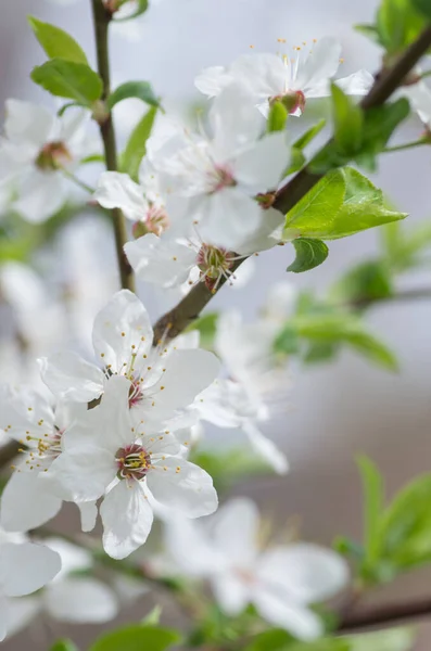 春の白い桜 — ストック写真