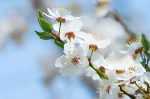 Flor Cerezo Blanco Primavera — Foto de Stock