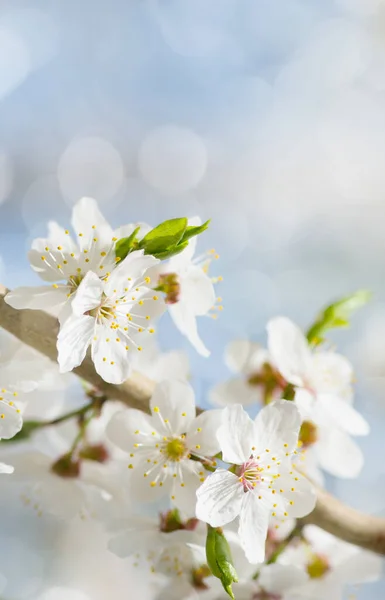 Flor Cerezo Blanco Primavera — Foto de Stock