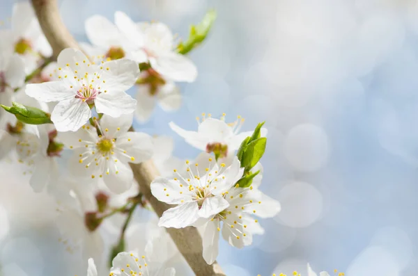 Vit Körsbärsträd Blomma Våren — Stockfoto