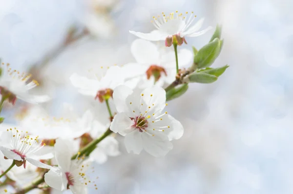 Flor Cerejeira Branca Primavera — Fotografia de Stock