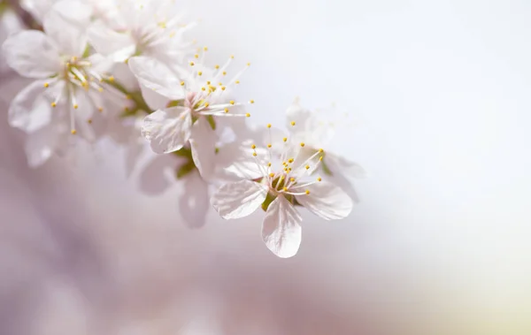 Fleur Cerisier Blanc Printemps — Photo