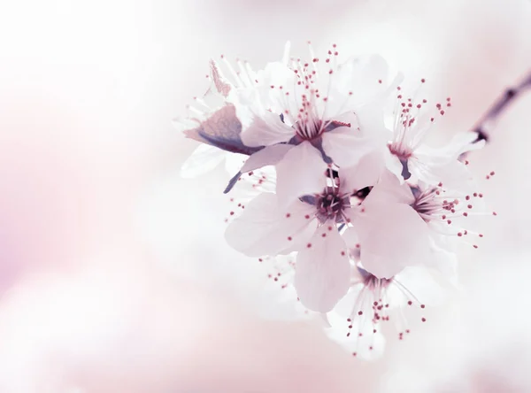 Flor Cerejeira Branca Primavera — Fotografia de Stock