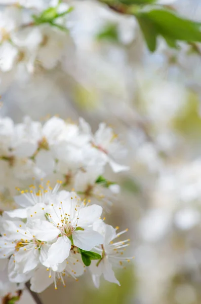 Fiori Mele Primavera Sfondo Bianco — Foto Stock