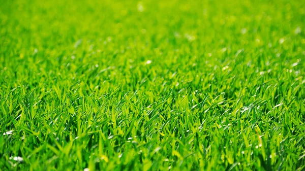 畑の緑の草の質感 — ストック写真