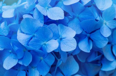 Mavi ortanca arka planı. Hortensiya çiçek yüzeyi.