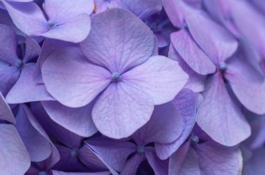 Pembe ortanca arka planı. Hortensiya çiçek yüzeyi.