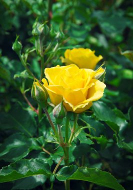 Bahçedeki güzel çalı gülleri