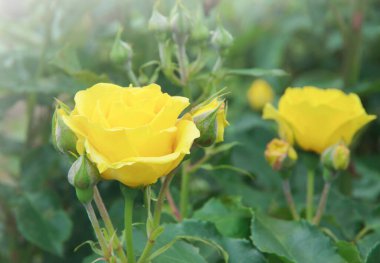 Bahçedeki sarı güller