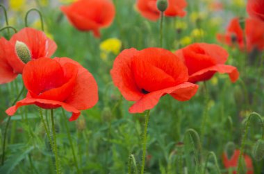 Kırmızı gelincikler tarlası