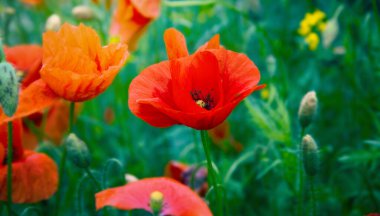 Kırmızı gelincikler tarlası