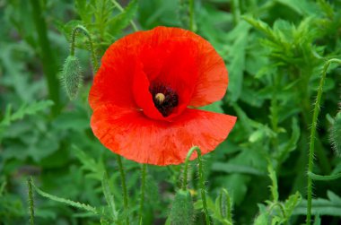 Kırmızı gelincikler tarlası