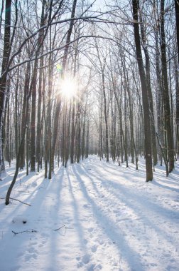 Ormandaki güzel kış manzarası.
