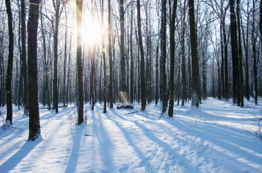Kış ormanında gün batımı