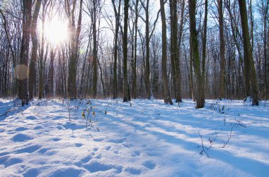 Kış ormanında gün batımı