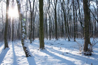 Kış ormanında gün batımı