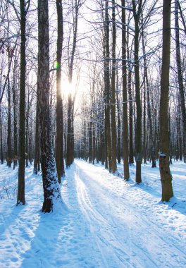 Kış ormanında gün batımı