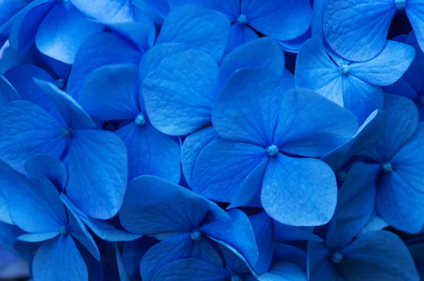 Fondo Blu Ortensia Superficie Dei Fiori Ortensia — Foto Stock