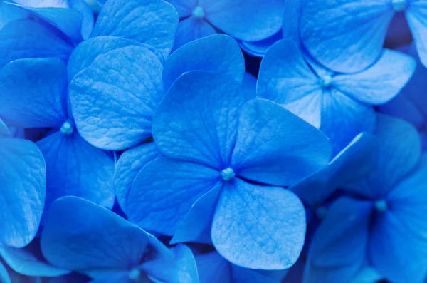 Blaue Hortensie Hintergrund Hortensienblüten — Stockfoto