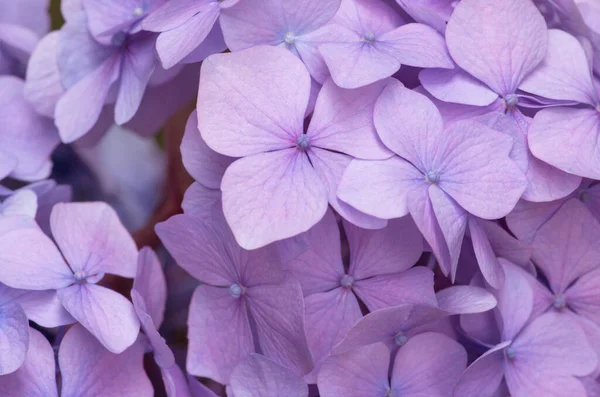 Fondo Hortensias Rosadas Hortensia Flores Superficie —  Fotos de Stock