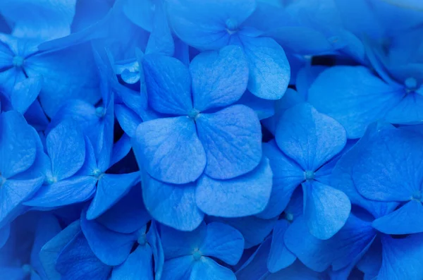 Fondo Azul Hortensias Hortensia Flores Superficie —  Fotos de Stock