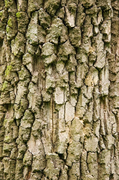 Estructura Fondo Corteza Árbol — Foto de Stock