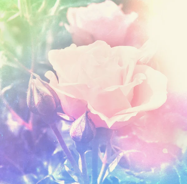 Roses Garden Filtered — Stock Photo, Image