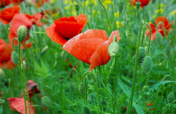 Campo Amapolas Rojas — Foto de Stock