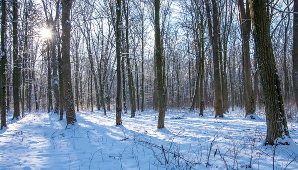 Schöne Winterlandschaft Wald — Stockfoto