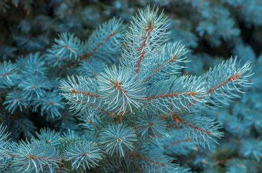 Yeşil arka planda mavi ladin dalları