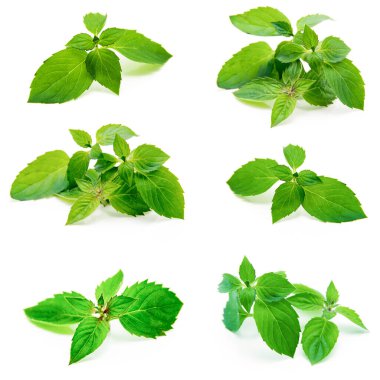 Beyaza izole edilmiş taze nane. Koleksiyon