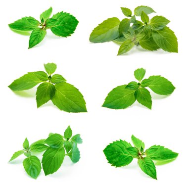 Beyaza izole edilmiş taze nane. Koleksiyon