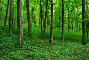 Yeşil ormanda güneş ışığı, bahar zamanı.
