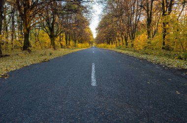 Sonbahar ormanlarında yol