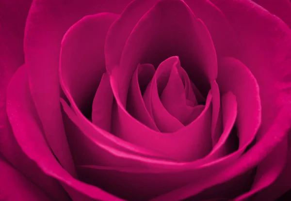 Fechar Macro Uma Rosa Rosa — Fotografia de Stock