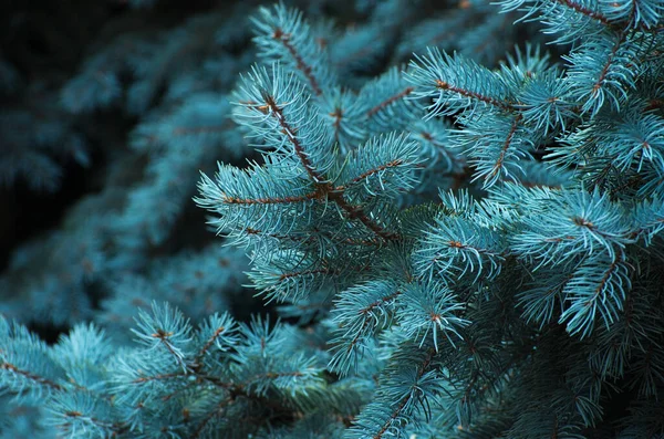 Branches Épinette Bleue Sur Fond Vert — Photo