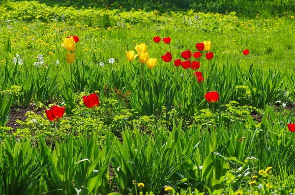 Yellow Red Tulips — Stock Photo, Image