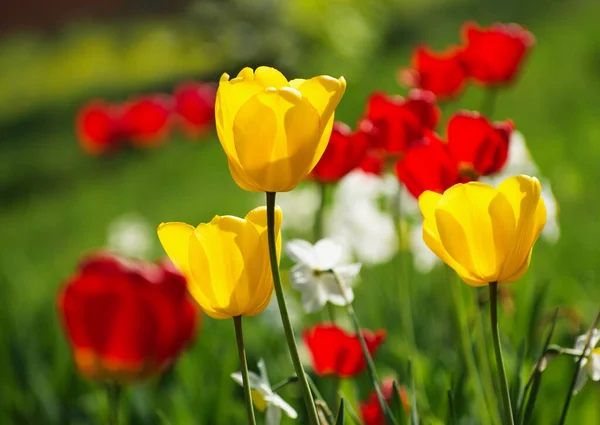Yellow Red Tulips — Stock Photo, Image