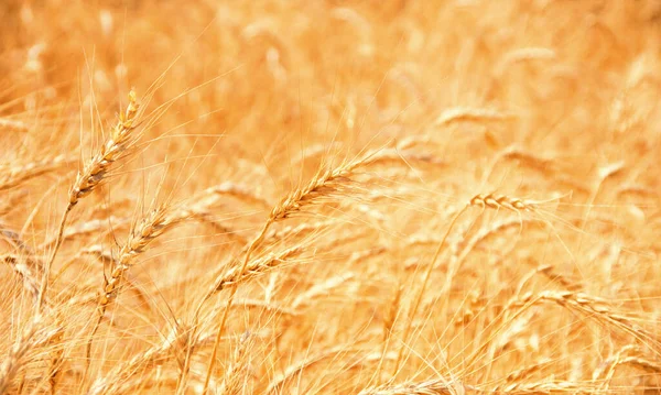 Pšenice Pole Textura Pozadí — Stock fotografie