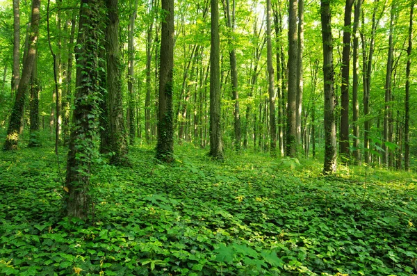 Luz Del Sol Bosque Verde Primavera — Foto de Stock