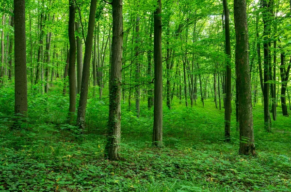 Luz Del Sol Bosque Verde Primavera — Foto de Stock