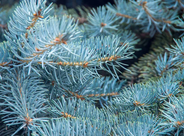 Gałęzie Niebieskiej Jodły Kontekst — Zdjęcie stockowe