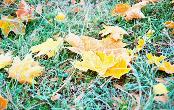 Frosty Fallen Leaf Lying Frozen Grass — Stock Photo, Image