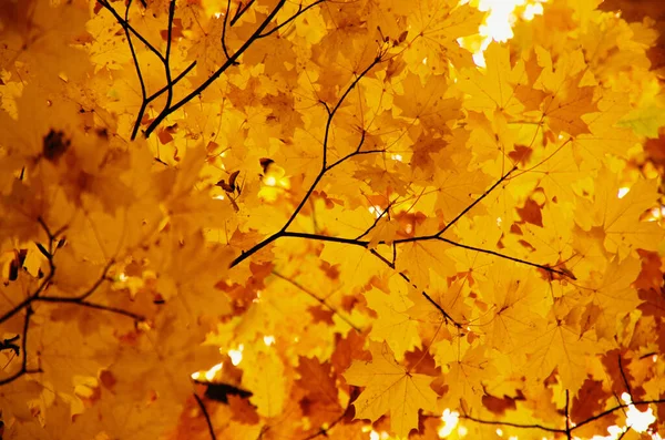 Helle Herbstblätter Der Natürlichen Umgebung — Stockfoto