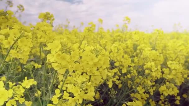 Prairie Avec Des Fleurs Sauvages Jaunes Fleurs Champ Canola Fleurs — Video