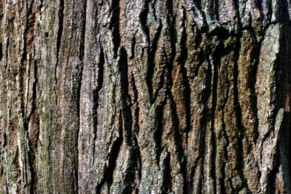 Holzstruktur Braune Rinde Hintergrund — Stockfoto