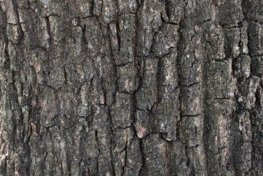 Ağaç kabuğu dokusu. kabuk arkaplanı