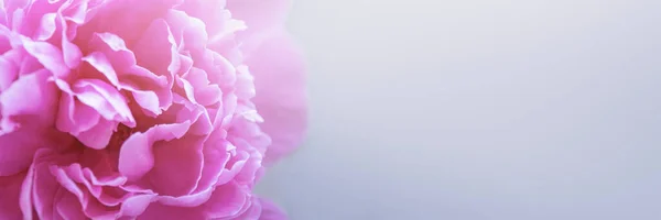 banner from soft pink peony closeup with copy space. summer concept. soft focus