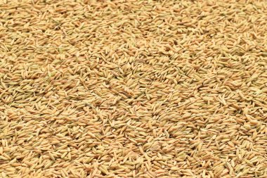  Pirinç hasadından sonra pirinç..